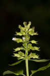 Slender wild basil